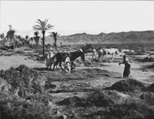 'Battage du ble dans les Ziban; Afrique du nord 1914. Creator: Unknown