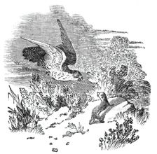 Battle between a hawk and weasel, 1844. Creator: Unknown