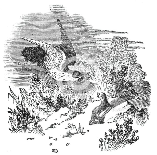 Battle between a hawk and weasel, 1844. Creator: Unknown.