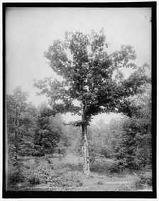 Battle-scarred veteran, Gettysburg, c1903. Creator: Unknown