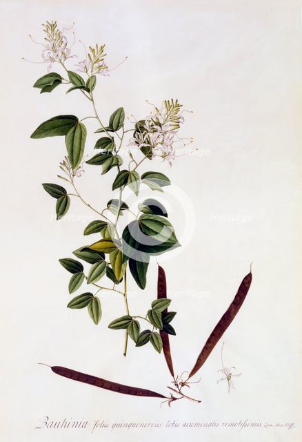 Bauhinia, c. 1745 (hand coloured engraving). Creator: "Georg Dionysius Ehret (1710 - 70); Ehret, Georg Dionysius (1710-1770)".