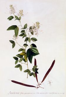 Bauhinia, c. 1745 (hand coloured engraving). Creator: "Georg Dionysius Ehret (1710 - 70); Ehret, Georg Dionysius (1710-1770)"