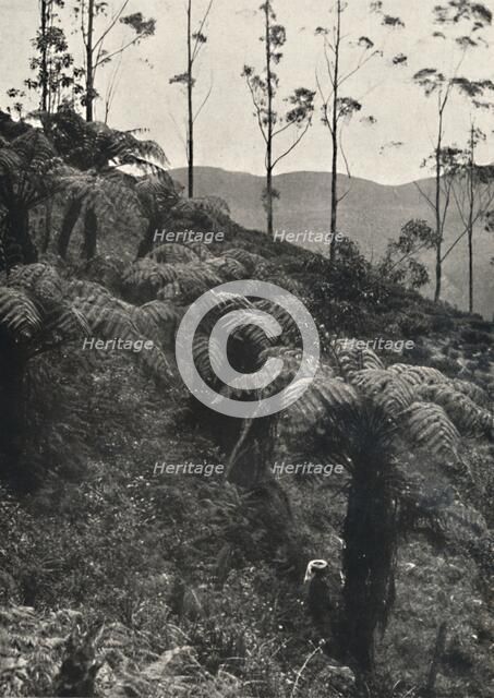 'Baumfarne (Alsophila crinita u. a.)', 1926. Artist: Unknown.