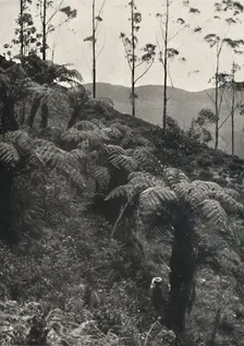 Baumfarne (Alsophila crinita u. a.) 1926