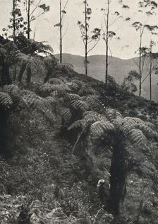 Baumfarne (Alsophila crinita u. a.) 1926