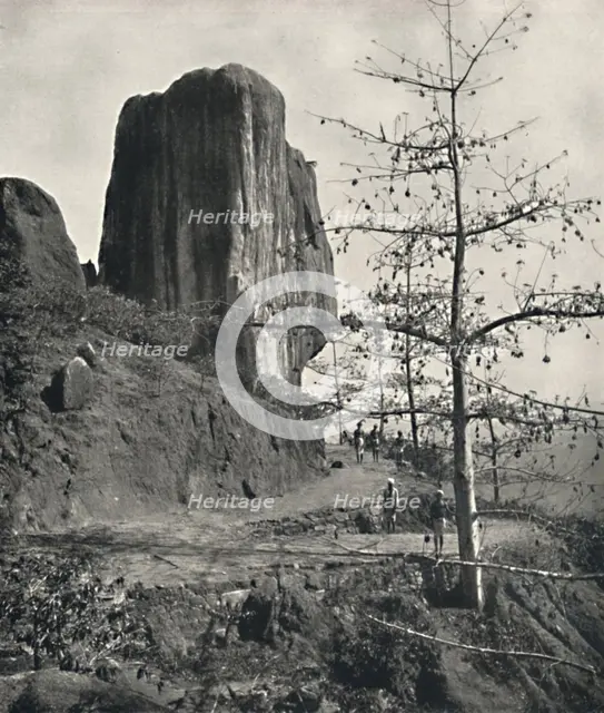 'Baumwollbaum (Bombax malabaricum) mit reifen Samen', 1926. Artist: Unknown.