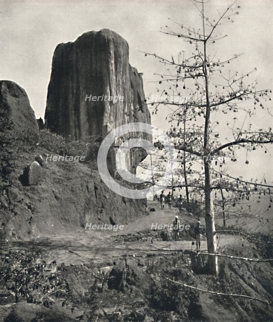 'Baumwollbaum (Bombax malabaricum) mit reifen Samen', 1926. Artist: Unknown.