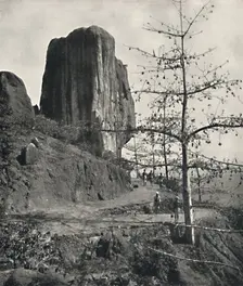 Baumwollbaum (Bombax malabaricum) mit reifen Samen 1926