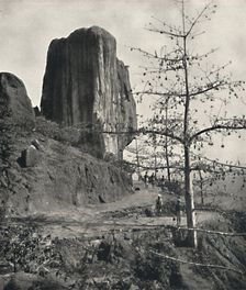 Baumwollbaum (Bombax malabaricum) mit reifen Samen 1926