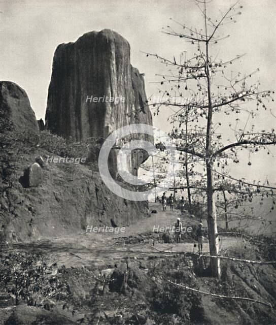 'Baumwollbaum (Bombax malabaricum) mit reifen Samen', 1926. Artist: Unknown.