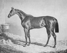 Bay Middleton 1833-1857, (1911)