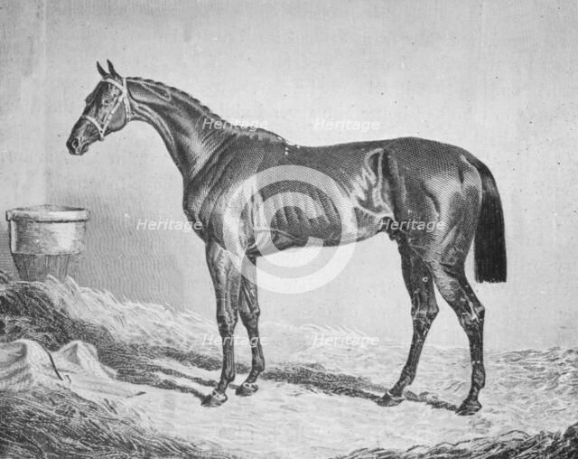 'Bay Middleton', 1833-1857, (1911). Artist: Unknown.