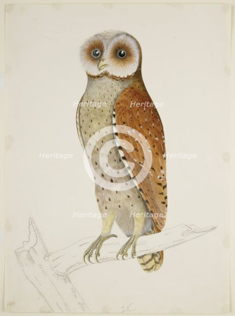 Bay Owl, c1824.  Creator: J Briois.