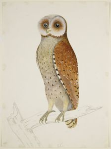Bay Owl, c1824. Creator: J Briois