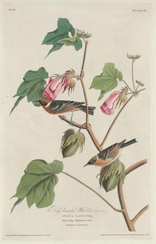 Bay-breasted Warbler, 1829. Creator: Robert Havell