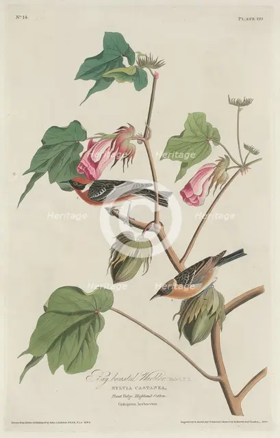 Bay-breasted Warbler, 1829. Creator: Robert Havell.