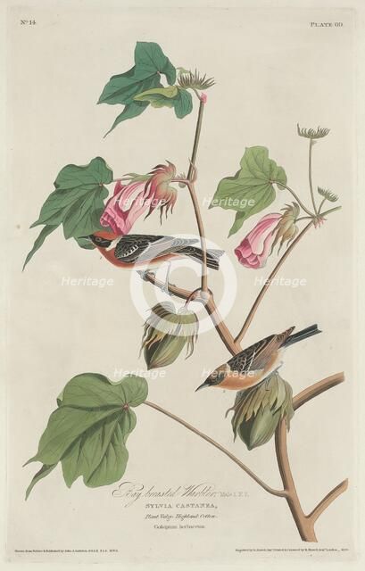 Bay-breasted Warbler, 1829. Creator: Robert Havell.