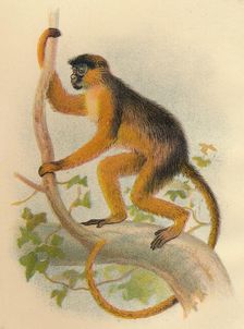 Bay Guereza 1897. Artist: Henry Ogg Forbes