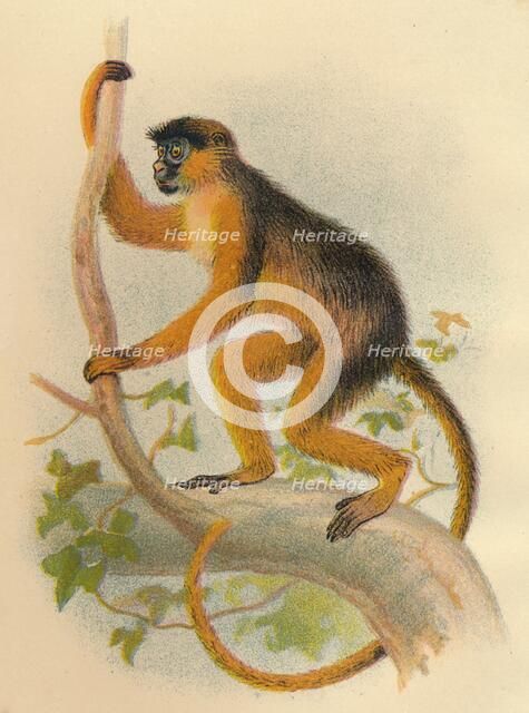 'Bay Guereza', 1897. Artist: Henry Ogg Forbes.