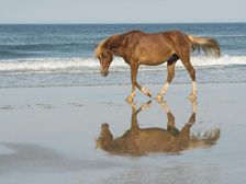 Bay Relection. Creator: Eve Turek