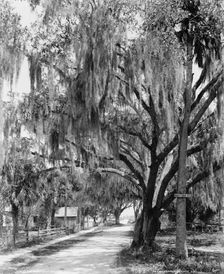 Bay Street, Dayton[a], Fla., between 1900 and 1906. Creator: William H. Jackson