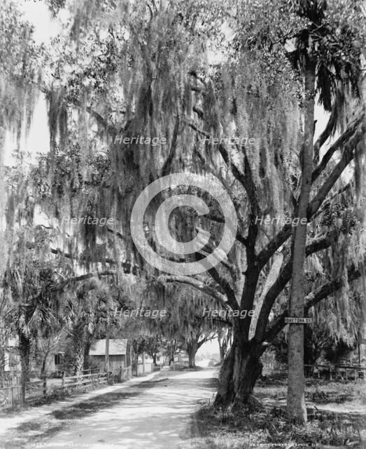Bay Street, Dayton[a], Fla., between 1900 and 1906. Creator: William H. Jackson.
