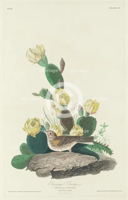 Bay-winged Bunting, 1830. Creator: Robert Havell.
