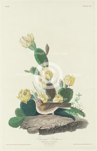 Bay-winged Bunting, 1830. Creator: Robert Havell.