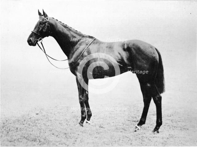 'Bayardo', 1911. Artist: Unknown.