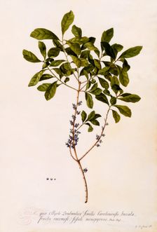 Bayberry or Myrtle. Creator: "Georg Dionysius Ehret (1710 - 70); Ehret, Georg Dionysius (1710-1770)"