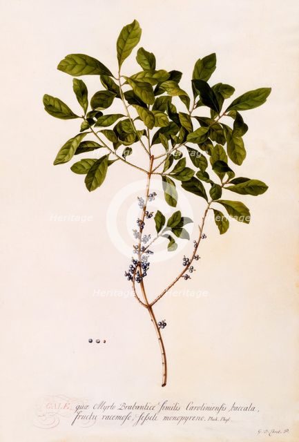Bayberry or Myrtle. Creator: "Georg Dionysius Ehret (1710 - 70); Ehret, Georg Dionysius (1710-1770)".