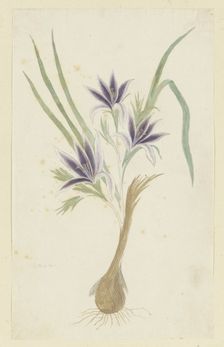 Babiana sambucina (Jacq.) Ker Gawl. (Bobbejaantje), 1777-1786. Creator: Robert Jacob Gordon