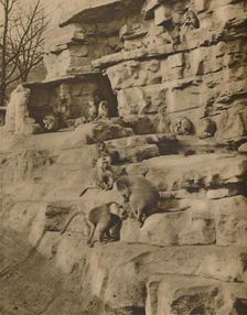Baboons in their Natural Surroundings on the Monkey Hill c1935. Creator: Unknown