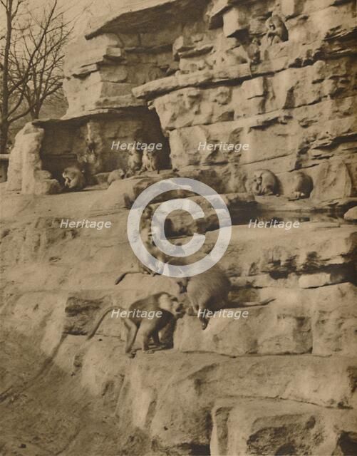 'Baboons in their Natural Surroundings on the Monkey Hill', c1935. Creator: Unknown.