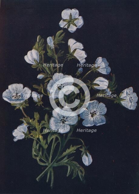 'Baby-Blue-Eyes',  c1915, (1915). Artist: Emma Graham Clock.