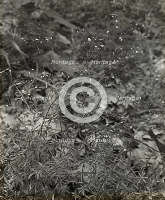 Baby Breath (gypsophilia) , between 1915 and 1935. Creator: Frances Benjamin Johnston.