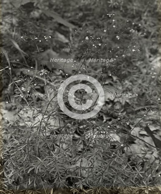 Baby Breath (gypsophilia) , between 1915 and 1935. Creator: Frances Benjamin Johnston.