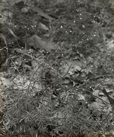 Baby Breath (gypsophilia) , between 1915 and 1935. Creator: Frances Benjamin Johnston