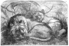 Babylonian Lions just received at the Gardens of the Zoological Society, Regent's-Park, 1856. Creator: Pearson