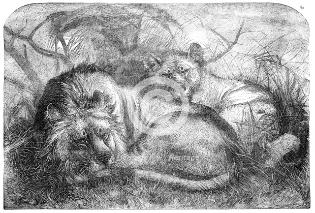Babylonian Lions just received at the Gardens of the Zoological Society, Regent's-Park, 1856.  Creator: Pearson.
