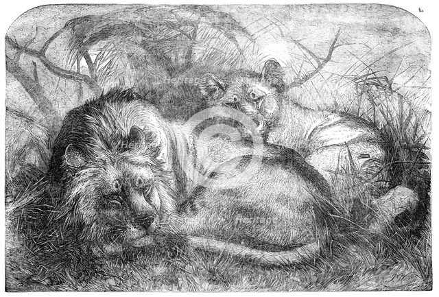Babylonian Lions just received at the Gardens of the Zoological Society, Regent's-Park, 1856.  Creator: Pearson.
