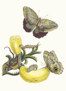 Baccores. From the Book Metamorphosis insectorum Surinamensium, 1705. Creator: Merian, Maria Sibylla (1647-1717)