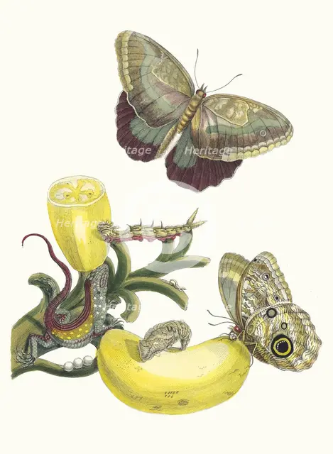 Baccores. From the Book Metamorphosis insectorum Surinamensium, 1705. Creator: Merian, Maria Sibylla (1647-1717).