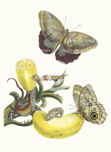 Baccores. From the Book Metamorphosis insectorum Surinamensium, 1705. Creator: Merian, Maria Sibylla (1647-1717).