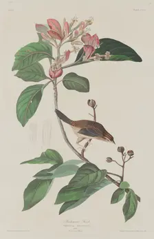 Bachmans Finch, 1833. Creator: Robert Havell