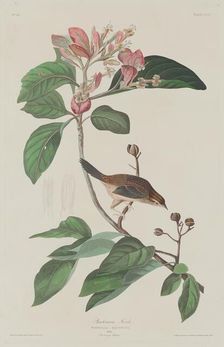 Bachmans Finch, 1833. Creator: Robert Havell