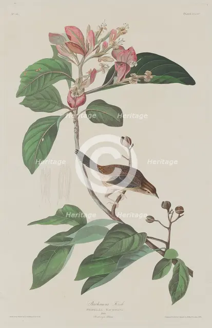 Bachmans Finch, 1833. Creator: Robert Havell.