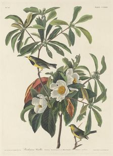 Bachman's Warbler, 1834. Creator: Robert Havell