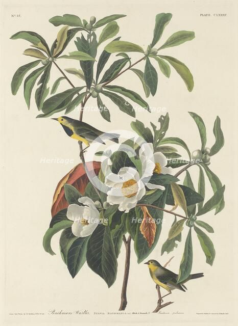 Bachman's Warbler, 1834. Creator: Robert Havell.