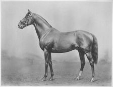 Bachelor's Button. Winkfield - Milady 1911